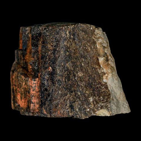 2.3" Tyrannosaur Fossil Bone Section Cretaceous Dinosaur Two Medicine FM MT COA