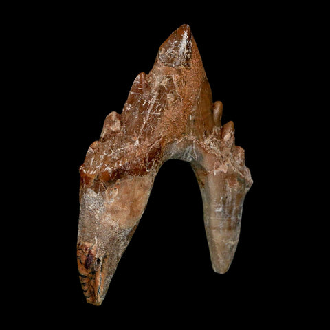 2.7" Basilosaurus Tooth Rooted Prehistoric Whale 34 Mil Yrs Old Late Eocene COA - Fossil Age Minerals