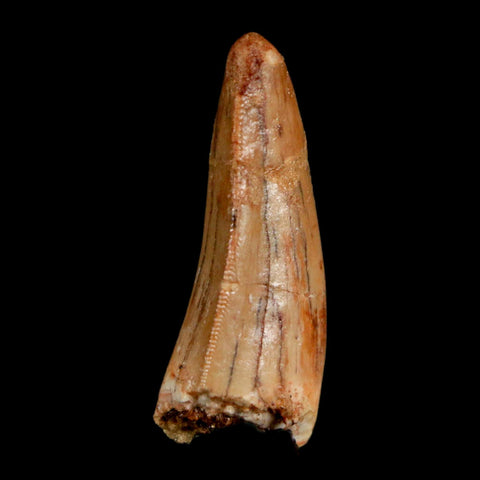 1.3" Carcharodontosaurus Fossil Tooth Cretaceous Dinosaur Morocco COA, Display - Fossil Age Minerals