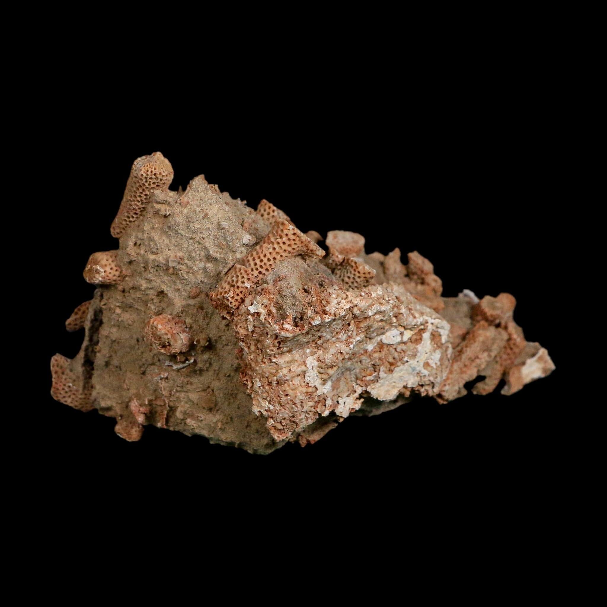 3.6" Thamnopora SP Coral Fossil Coral Reef Devonian Age Verde Valley, Arizona