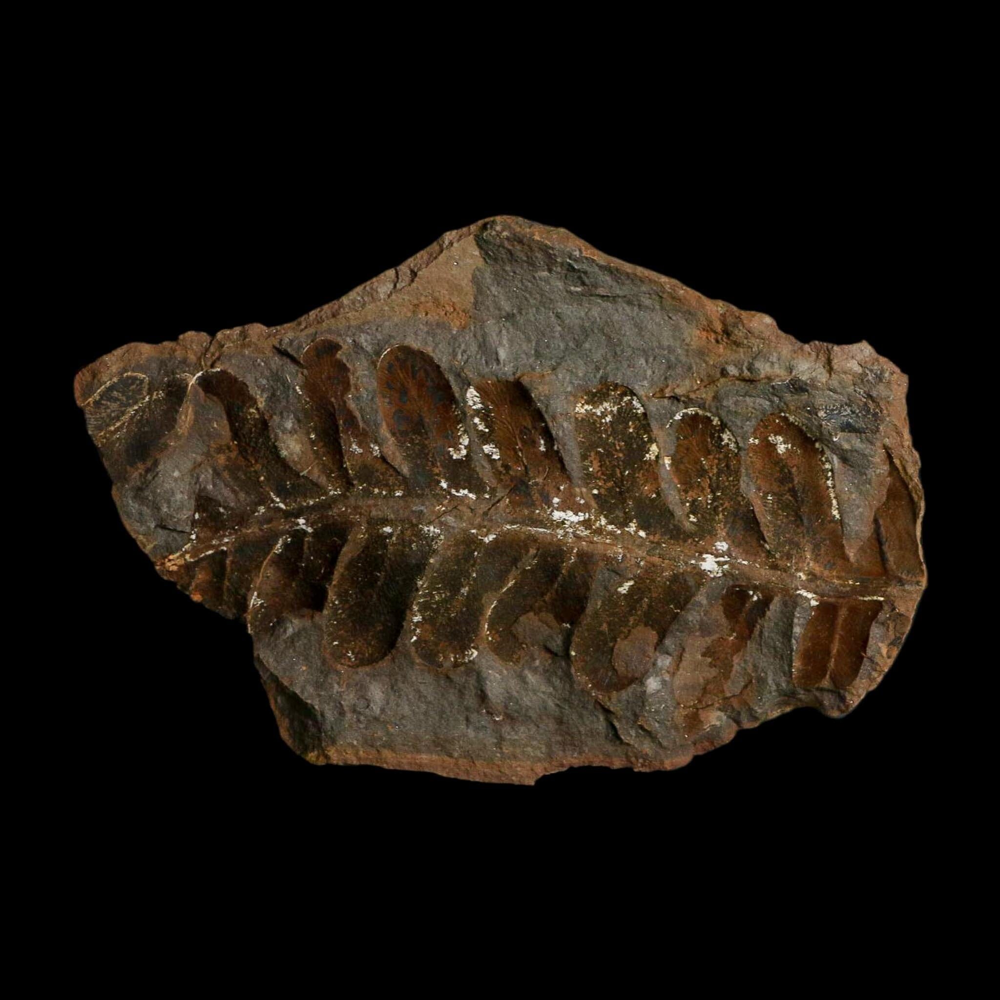 4.1" Neuropteris Fossil Leaves Mazon Creek Nodule Pennsylvanian Age Split-Pair - Fossil Age Minerals