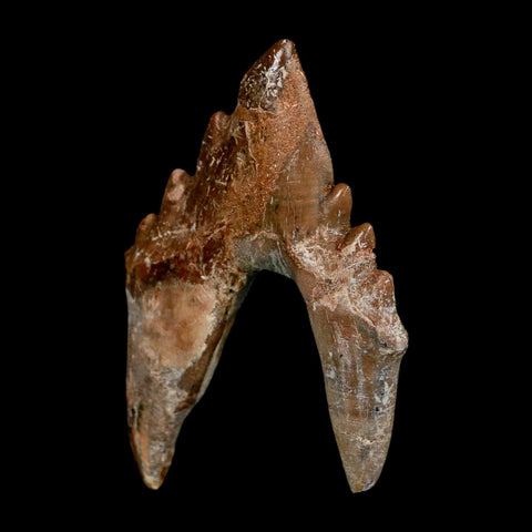 2.7" Basilosaurus Tooth Rooted Prehistoric Whale 34 Mil Yrs Old Late Eocene COA - Fossil Age Minerals