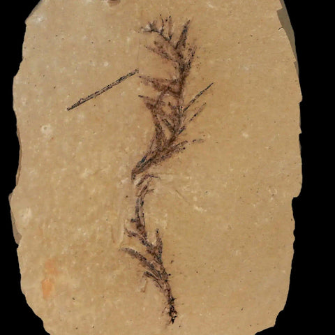 2.6" Detailed Fossil Plant Leafs Metasequoia Dawn Redwood Oligocene Age MT COA - Fossil Age Minerals