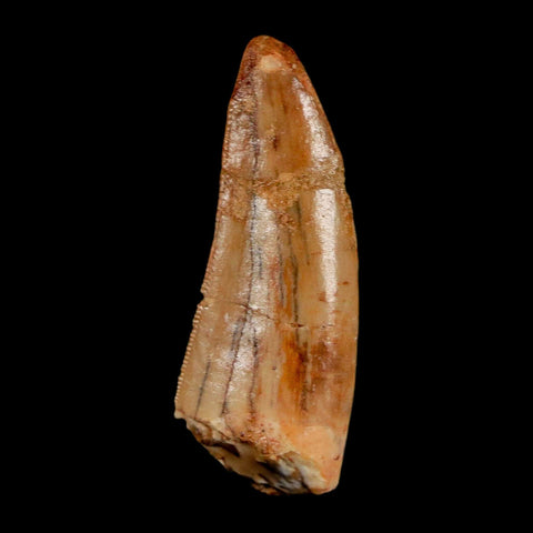 1.3" Carcharodontosaurus Fossil Tooth Cretaceous Dinosaur Morocco COA, Display - Fossil Age Minerals