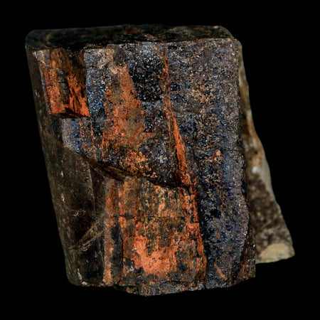 2.3" Tyrannosaur Fossil Bone Section Cretaceous Dinosaur Two Medicine FM MT COA