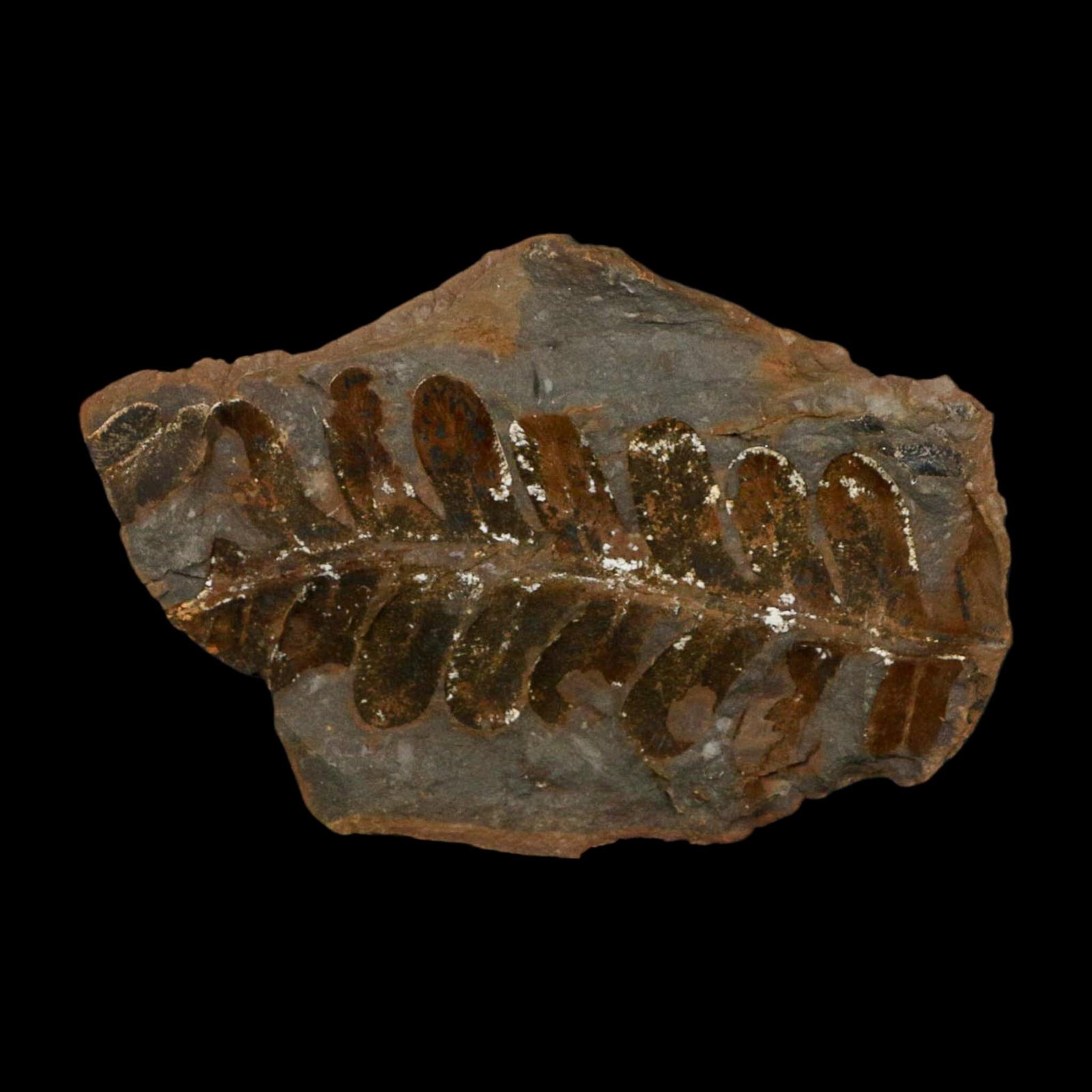 4.1" Neuropteris Fossil Leaves Mazon Creek Nodule Pennsylvanian Age Split-Pair - Fossil Age Minerals
