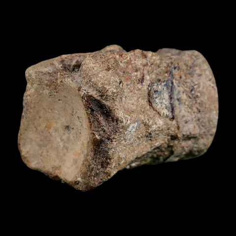 2.5" Mosasaur Fossil Polished Vertebrae Cretaceous Dinosaur Era TX Ozan FM COA, Stand - Fossil Age Minerals