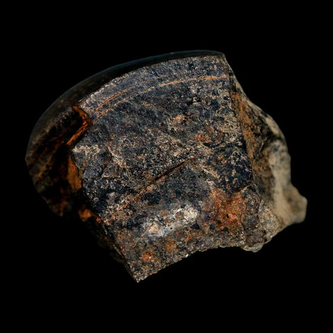 2.3" Tyrannosaur Fossil Bone Section Cretaceous Dinosaur Two Medicine FM MT COA