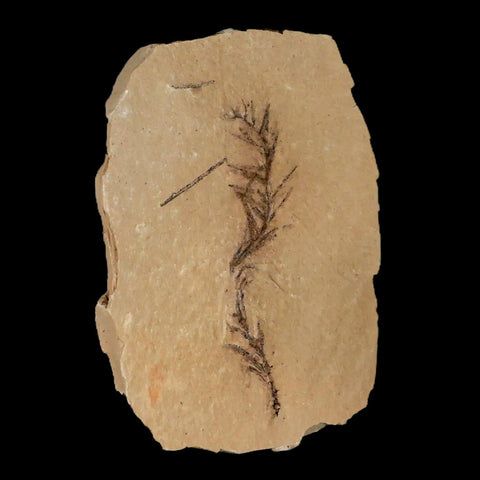 2.6" Detailed Fossil Plant Leafs Metasequoia Dawn Redwood Oligocene Age MT COA - Fossil Age Minerals