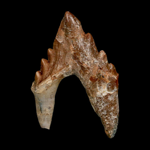 2.7" Basilosaurus Tooth Rooted Prehistoric Whale 34 Mil Yrs Old Late Eocene COA - Fossil Age Minerals