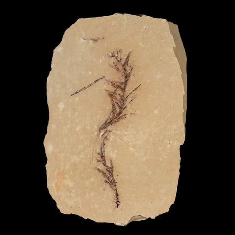 2.6" Detailed Fossil Plant Leafs Metasequoia Dawn Redwood Oligocene Age MT COA - Fossil Age Minerals