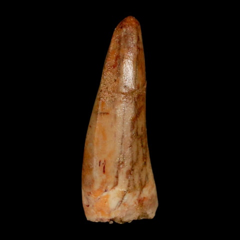1.3" Carcharodontosaurus Fossil Tooth Cretaceous Dinosaur Morocco COA, Display - Fossil Age Minerals