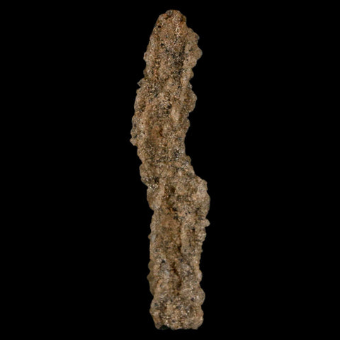 2.3" Fulgurite Petrified Lighting Strike Glass Sahara Desert Algeria - Fossil Age Minerals