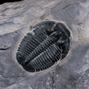 1.2" Elrathia Kingi Trilobite Fossil In Matrix House Range Utah Cambrian Age COA