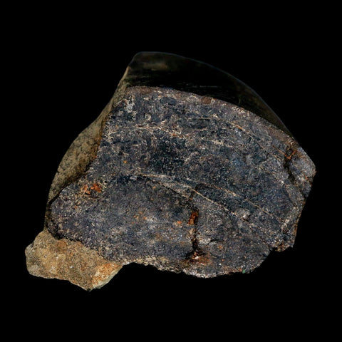 2.3" Tyrannosaur Fossil Bone Section Cretaceous Dinosaur Two Medicine FM MT COA