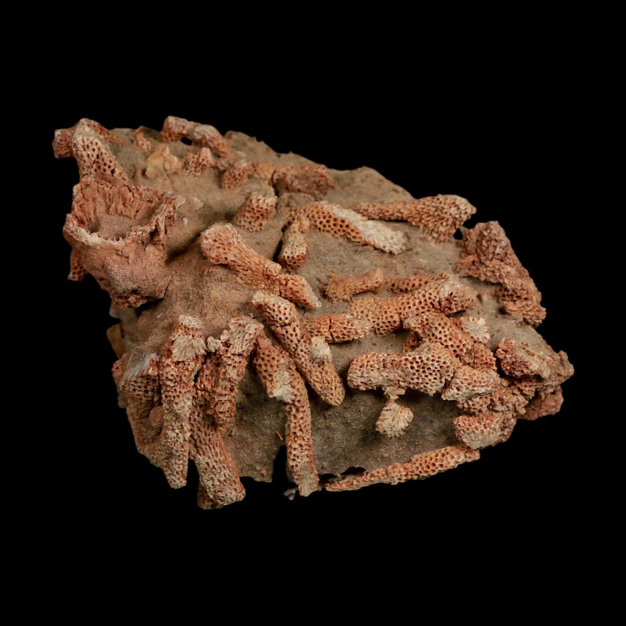 3.8" Thamnopora SP Coral Fossil Coral Reef Devonian Age Verde Valley, Arizona