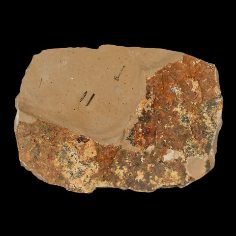 2.6" Detailed Fossil Plant Leafs Metasequoia Dawn Redwood Oligocene Age MT COA - Fossil Age Minerals