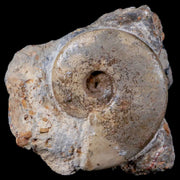 47MM Cleoniceras Ammonite Fossil In Matrix Cretaceous Age Morocco