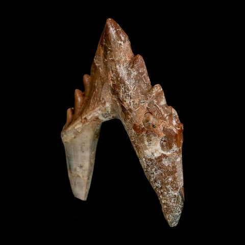 2.7" Basilosaurus Tooth Rooted Prehistoric Whale 34 Mil Yrs Old Late Eocene COA - Fossil Age Minerals