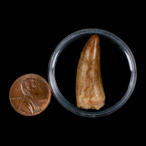 1.3" Carcharodontosaurus Fossil Tooth Cretaceous Dinosaur Morocco COA, Display - Fossil Age Minerals