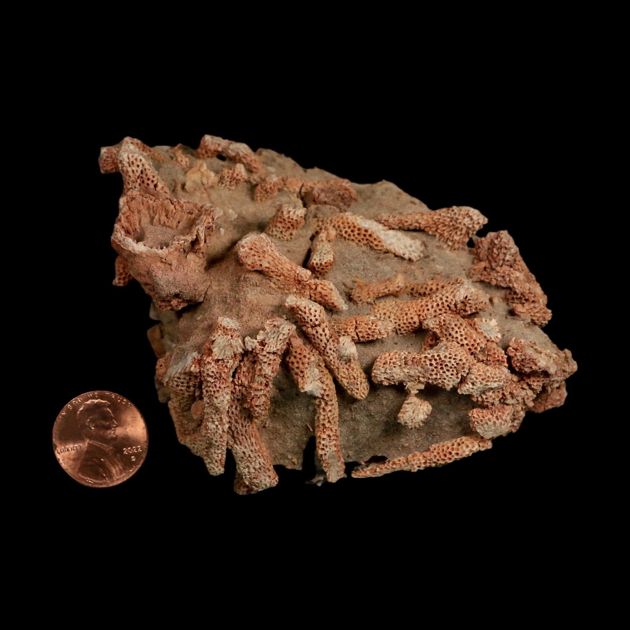 3.8" Thamnopora SP Coral Fossil Coral Reef Devonian Age Verde Valley, Arizona