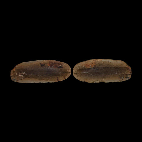 4.6" Pecopteris Daubreei Fossil Leaves Mazon Creek Nodule Pennsylvanian Age Split-Pair - Fossil Age Minerals