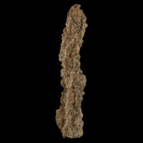 2.3" Fulgurite Petrified Lighting Strike Glass Sahara Desert Algeria - Fossil Age Minerals