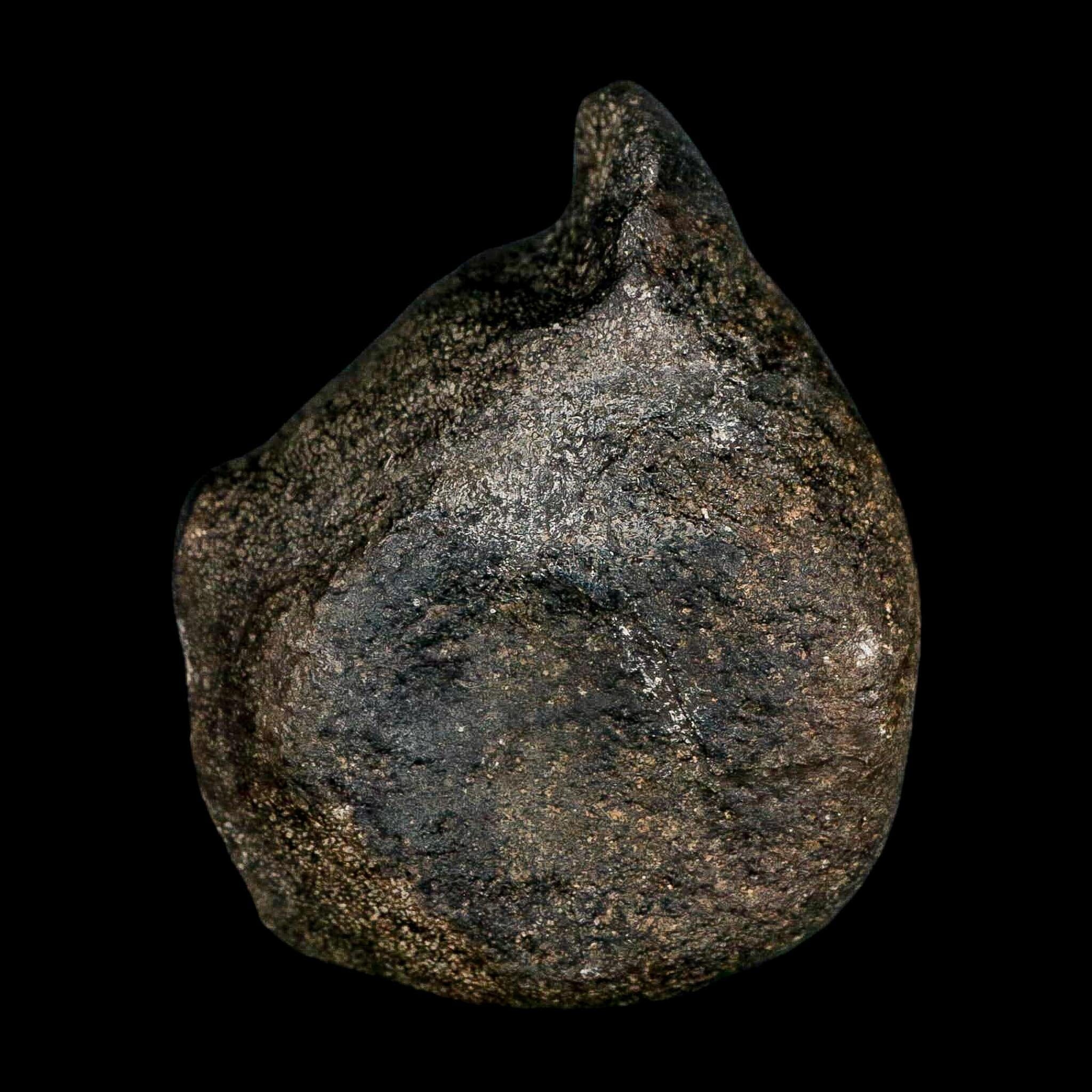 3.1" Hypacrosaurus Dinosaur Fossil Vertebrae Two Medicine FM Montana COA - Fossil Age Minerals