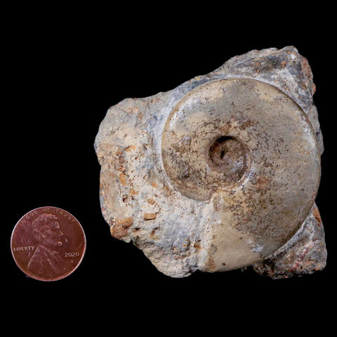 47MM Cleoniceras Ammonite Fossil In Matrix Cretaceous Age Morocco - Fossil Age Minerals