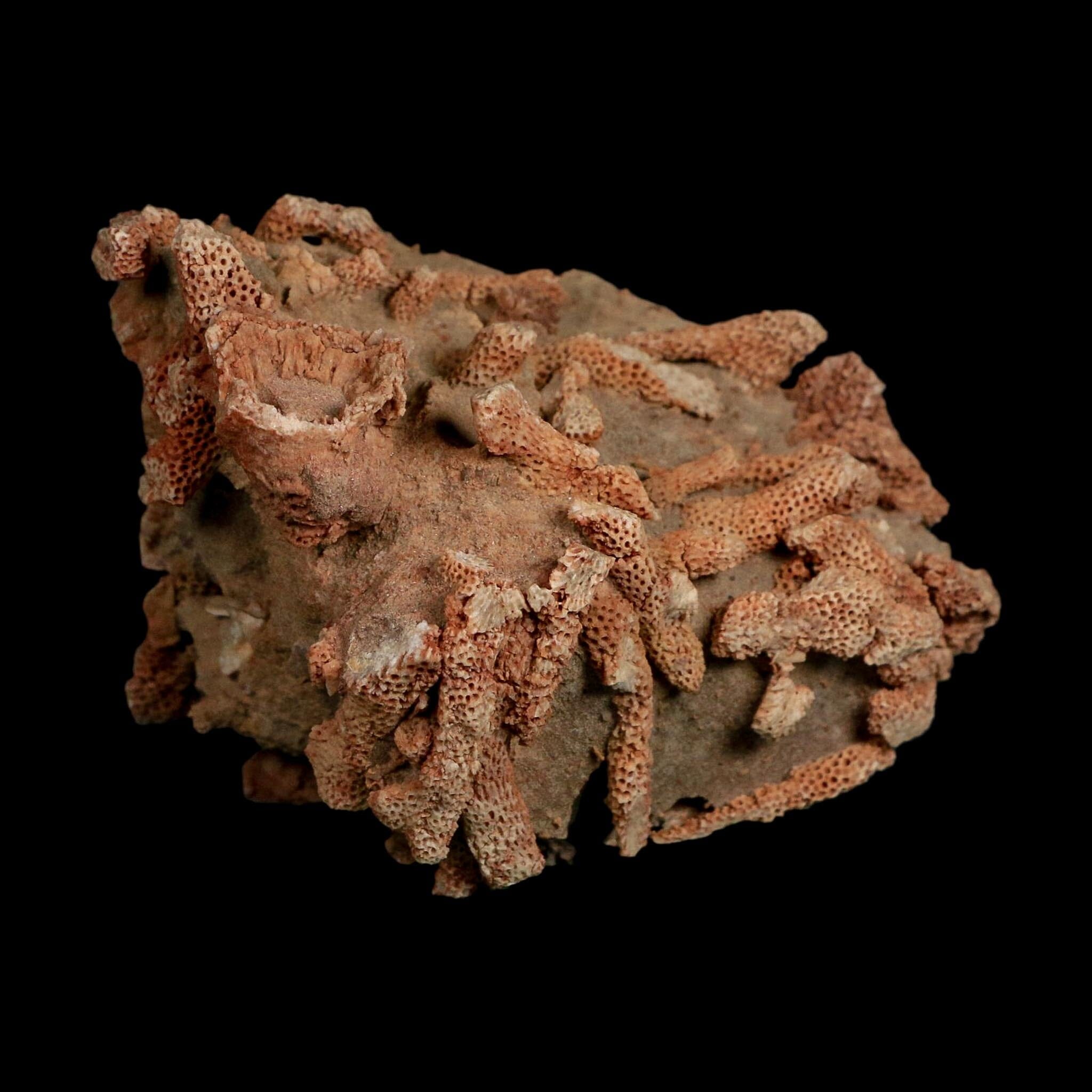 3.8" Thamnopora SP Coral Fossil Coral Reef Devonian Age Verde Valley, Arizona