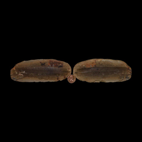 4.6" Pecopteris Daubreei Fossil Leaves Mazon Creek Nodule Pennsylvanian Age Split-Pair - Fossil Age Minerals