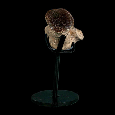 1.9" Mosasaur Fossil Polished Vertebrae Cretaceous Dinosaur Era TX Ozan FM COA, Stand