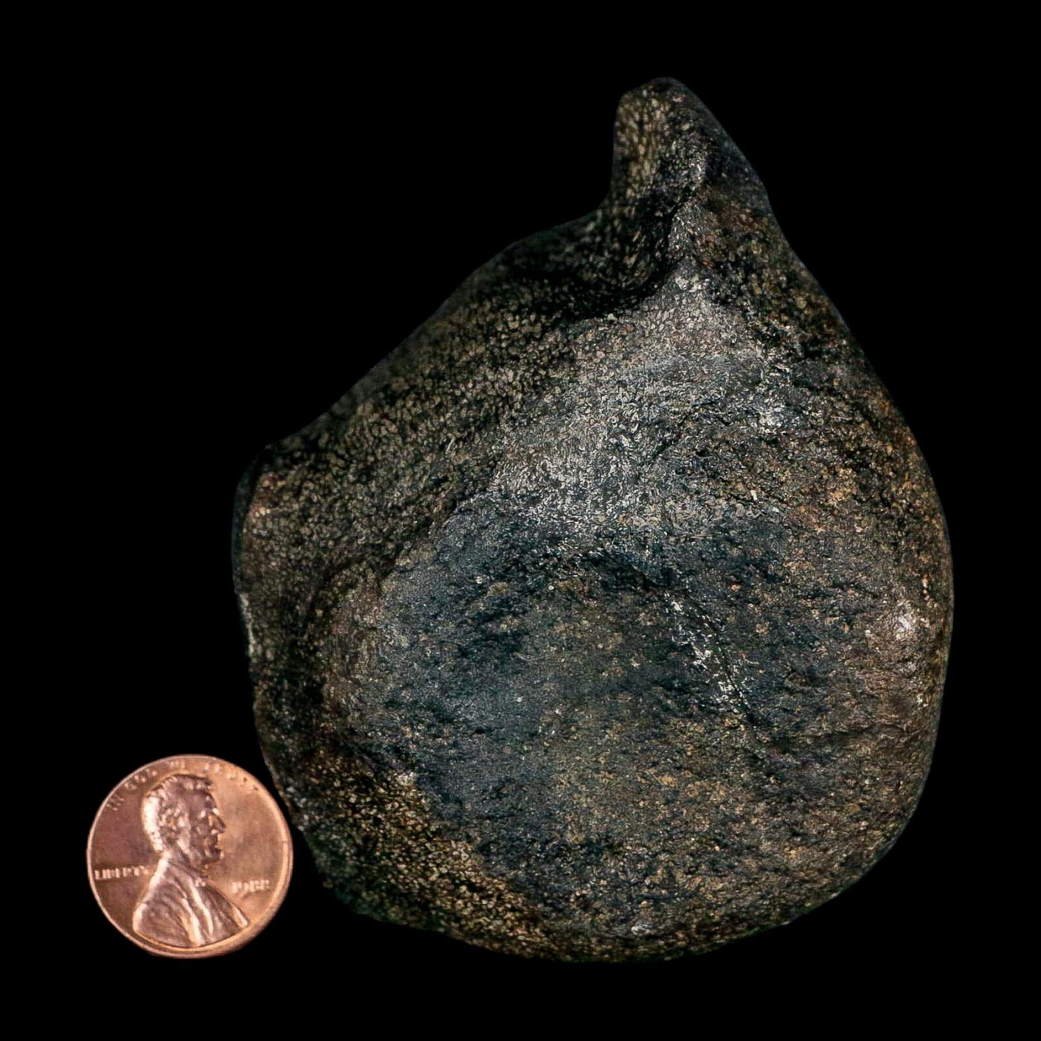 3.1" Hypacrosaurus Dinosaur Fossil Vertebrae Two Medicine FM Montana COA - Fossil Age Minerals