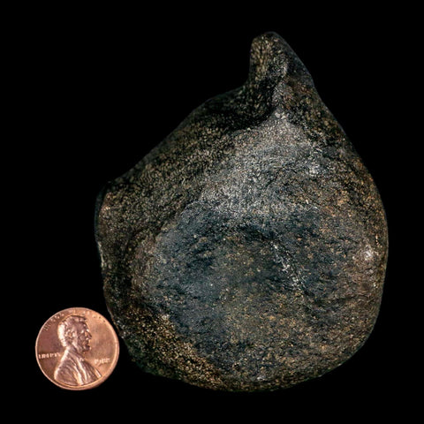 3.1" Hypacrosaurus Dinosaur Fossil Vertebrae Two Medicine FM Montana COA