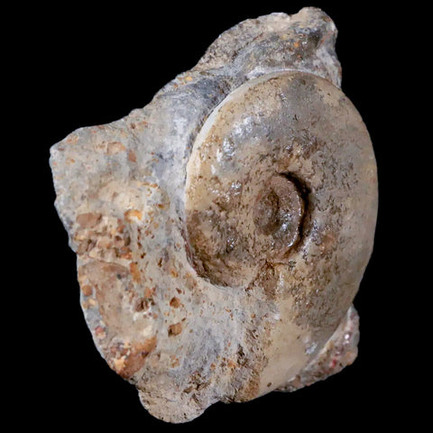47MM Cleoniceras Ammonite Fossil In Matrix Cretaceous Age Morocco - Fossil Age Minerals