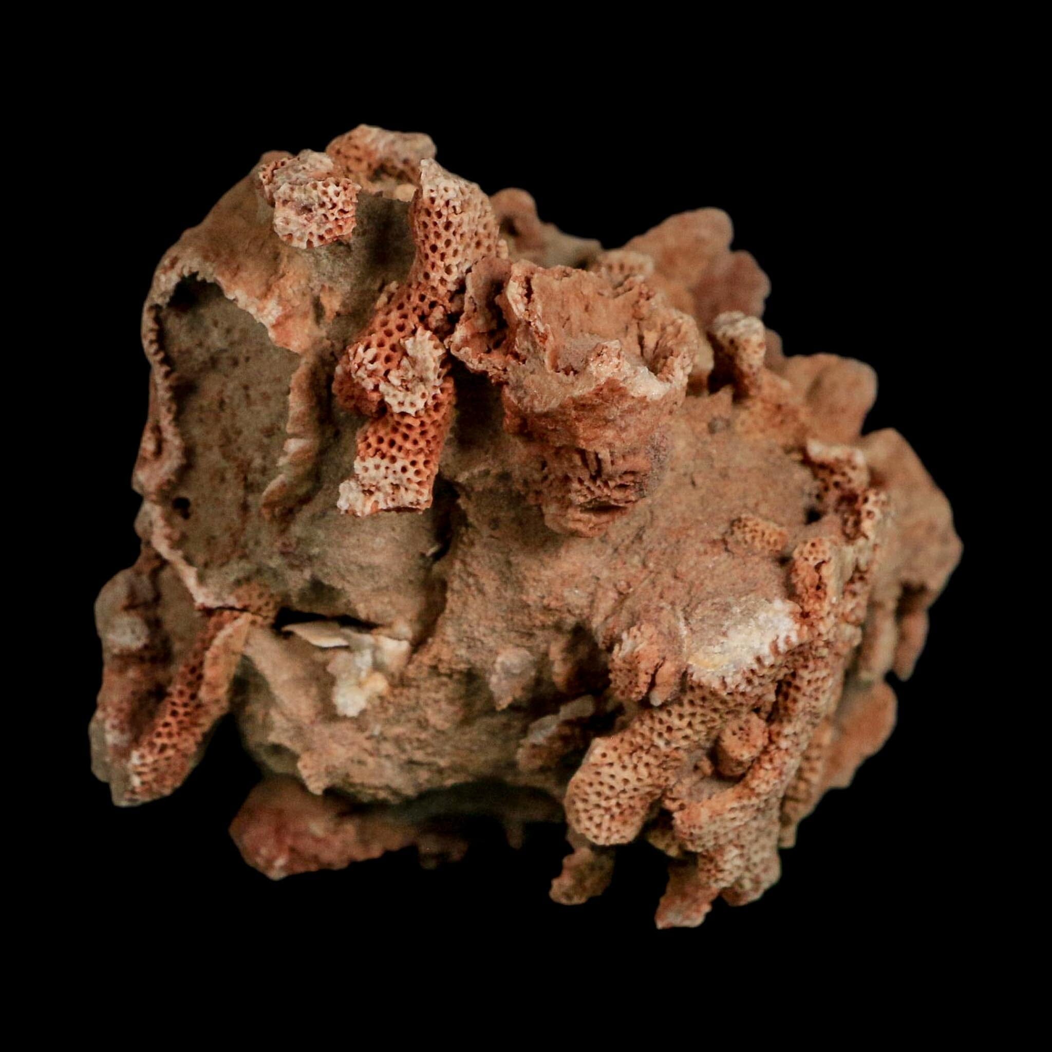 3.8" Thamnopora SP Coral Fossil Coral Reef Devonian Age Verde Valley, Arizona