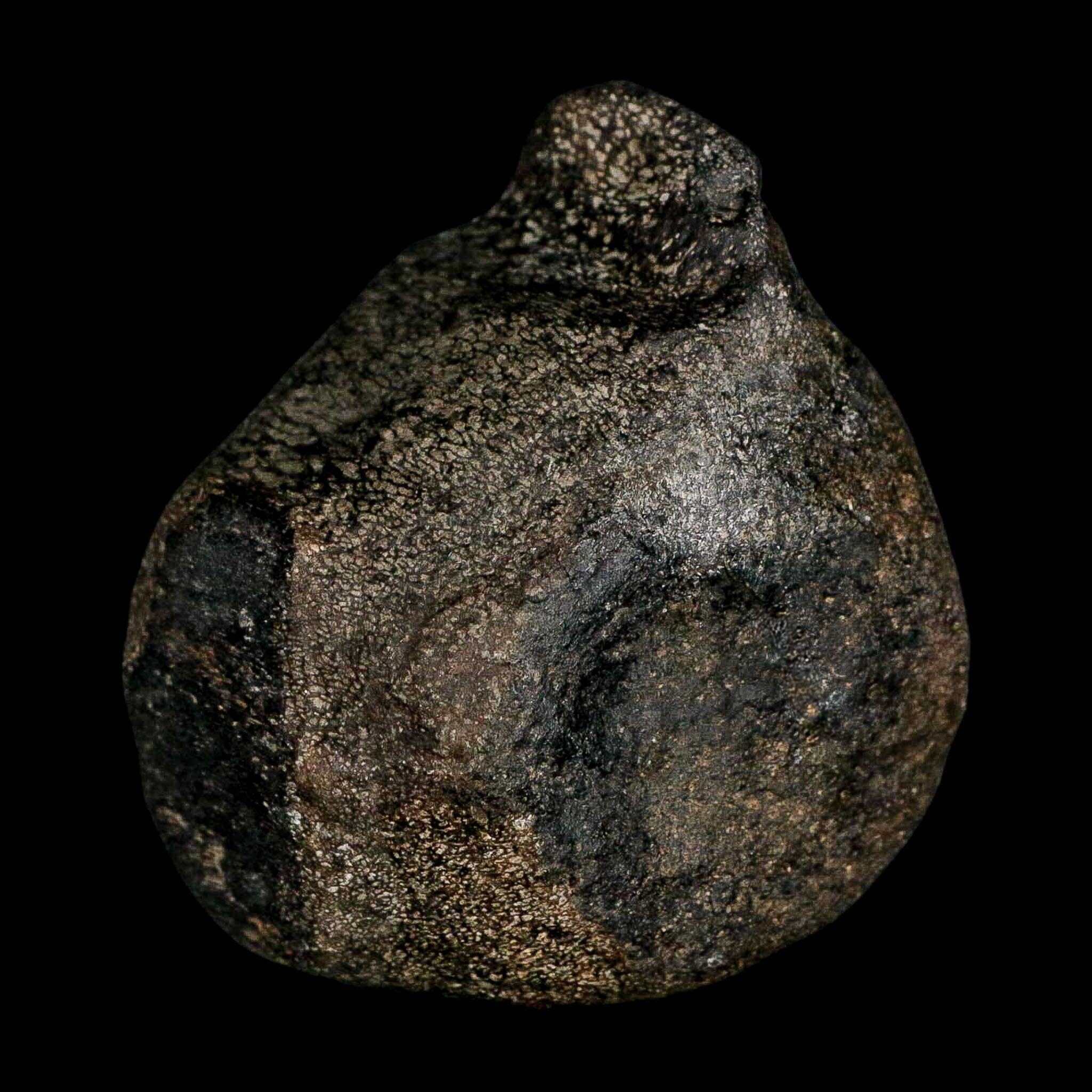 3.1" Hypacrosaurus Dinosaur Fossil Vertebrae Two Medicine FM Montana COA - Fossil Age Minerals