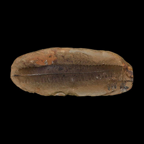4.6" Pecopteris Daubreei Fossil Leaves Mazon Creek Nodule Pennsylvanian Age Split-Pair - Fossil Age Minerals