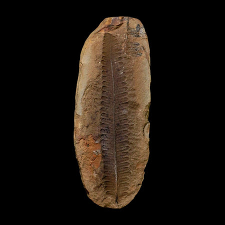 4.6" Pecopteris Daubreei Fossil Leaves Mazon Creek Nodule Pennsylvanian Age Split-Pair