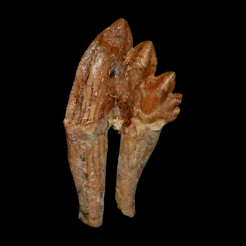 2.9" Basilosaurus Tooth Rooted Prehistoric Whale 34 Mil Yrs Old Late Eocene COA - Fossil Age Minerals