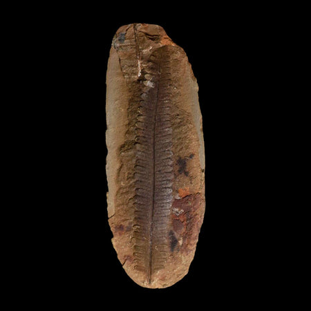 4.6" Pecopteris Daubreei Fossil Leaves Mazon Creek Nodule Pennsylvanian Age Split-Pair