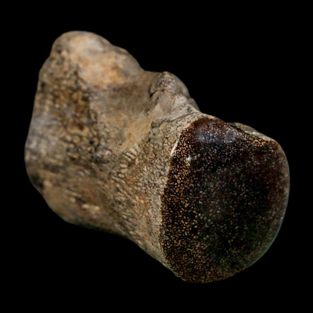 1.9" Mosasaur Fossil Polished Vertebrae Cretaceous Dinosaur Era TX Ozan FM COA, Stand