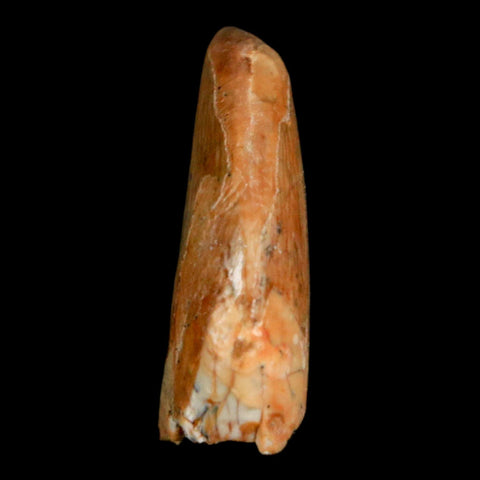 0.9" Carcharodontosaurus Fossil Tooth Cretaceous Dinosaur Morocco COA, Display - Fossil Age Minerals