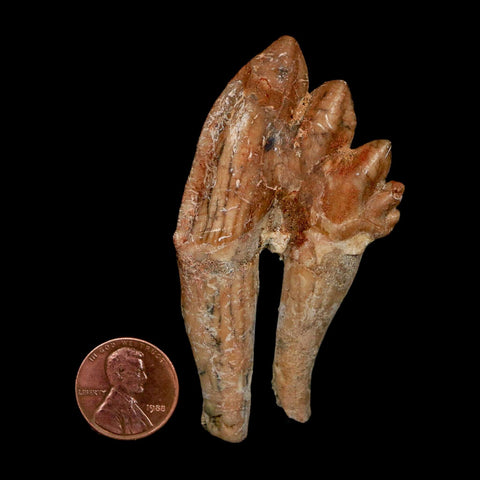 2.9" Basilosaurus Tooth Rooted Prehistoric Whale 34 Mil Yrs Old Late Eocene COA - Fossil Age Minerals