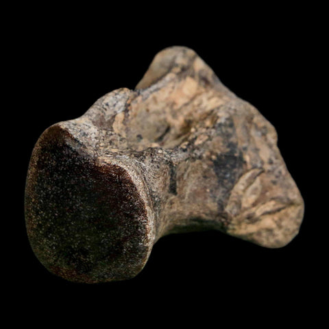 1.9" Mosasaur Fossil Polished Vertebrae Cretaceous Dinosaur Era TX Ozan FM COA, Stand - Fossil Age Minerals