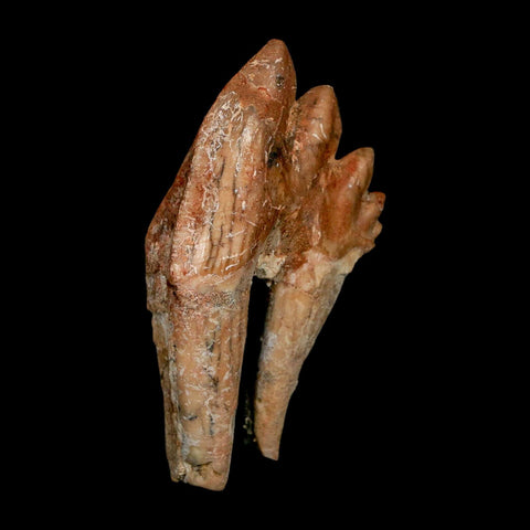 2.9" Basilosaurus Tooth Rooted Prehistoric Whale 34 Mil Yrs Old Late Eocene COA - Fossil Age Minerals