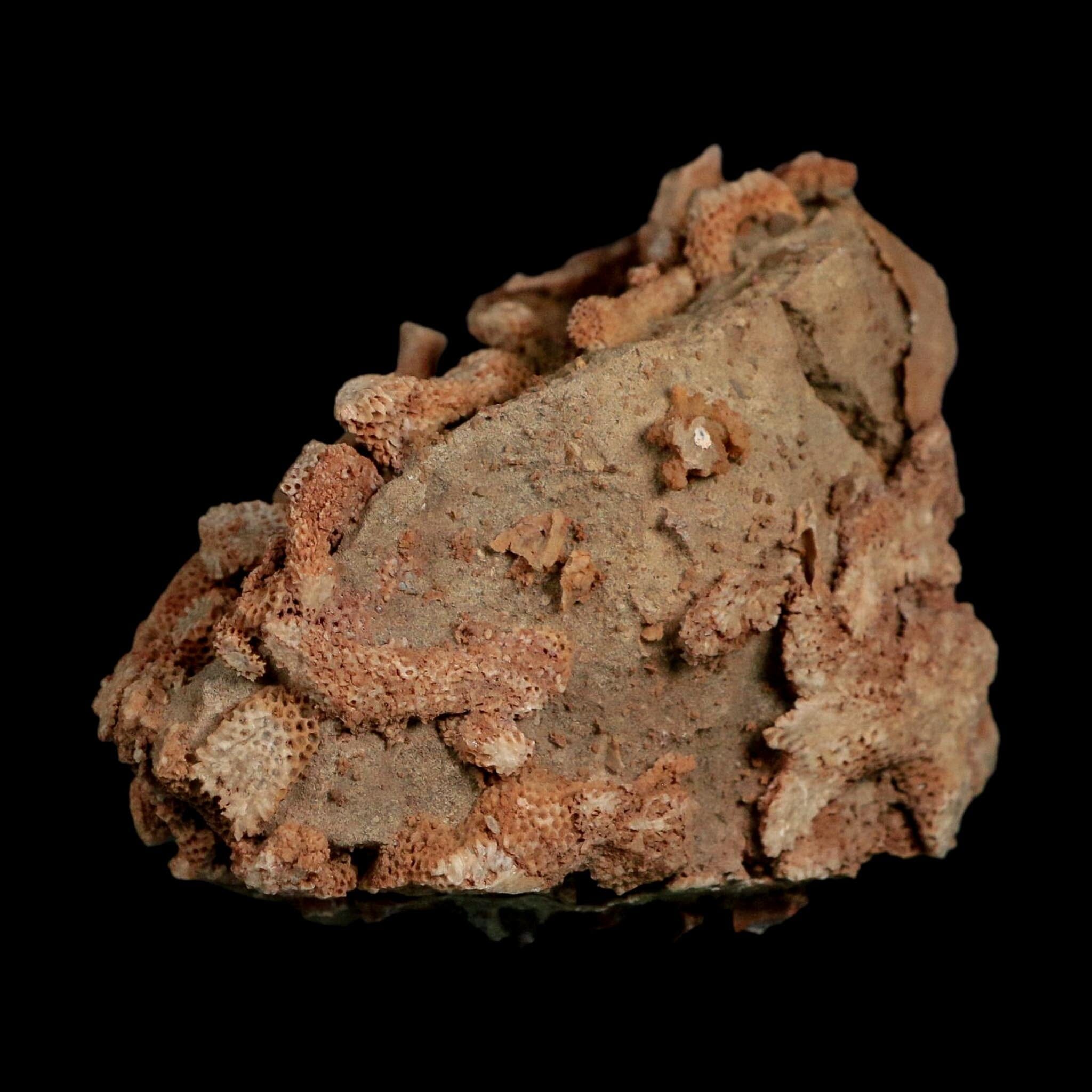 3.8" Thamnopora SP Coral Fossil Coral Reef Devonian Age Verde Valley, Arizona