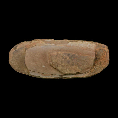 4.6" Pecopteris Daubreei Fossil Leaves Mazon Creek Nodule Pennsylvanian Age Split-Pair - Fossil Age Minerals