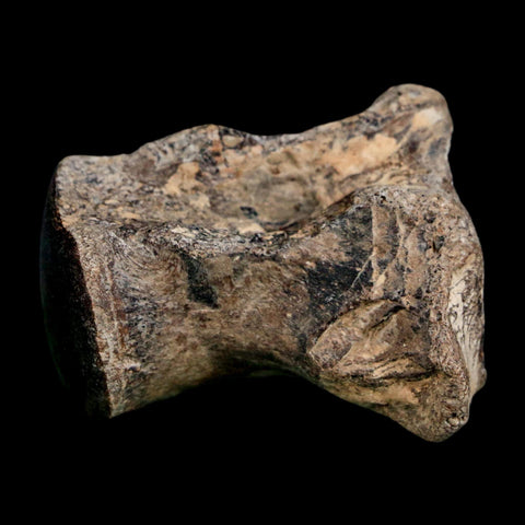 1.9" Mosasaur Fossil Polished Vertebrae Cretaceous Dinosaur Era TX Ozan FM COA, Stand - Fossil Age Minerals