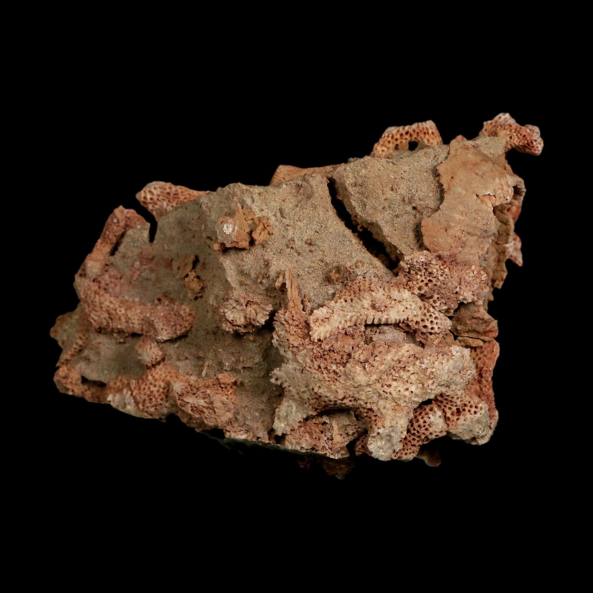 3.8" Thamnopora SP Coral Fossil Coral Reef Devonian Age Verde Valley, Arizona